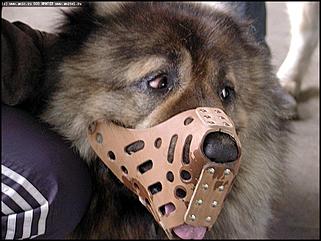    Выставка собак "Азия 2003"