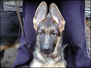    Выставка собак "Азия 2003"