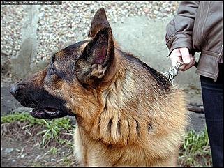    Выставка собак "Азия 2003"