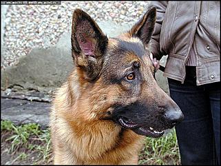    Выставка собак "Азия 2003"