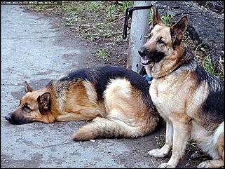    Выставка собак "Азия 2003"