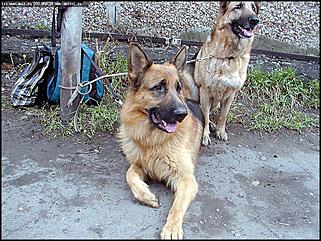    Выставка собак "Азия 2003"