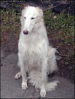    Выставка собак "Азия 2003"