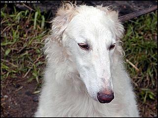    Выставка собак "Азия 2003"