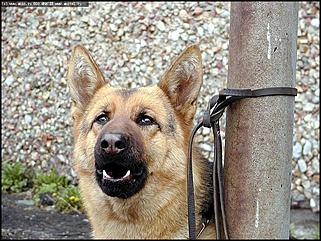    Выставка собак "Азия 2003"