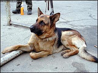    Выставка собак "Азия 2003"