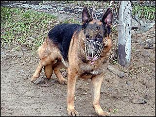    Выставка собак "Азия 2003"