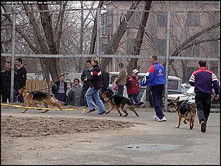    Выставка собак "Азия 2003"