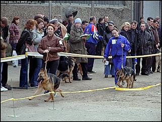    Выставка собак "Азия 2003"