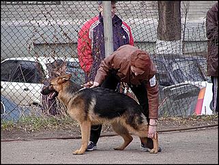    Выставка собак "Азия 2003"