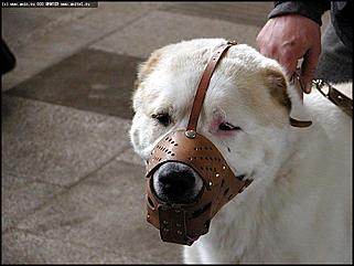    Выставка собак "Азия 2003"