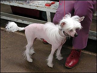    Выставка собак "Азия 2003"