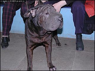    Выставка собак "Азия 2003"