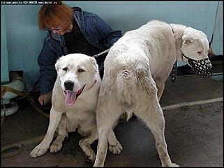    Выставка собак "Азия 2003"