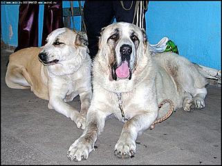    Выставка собак "Азия 2003"