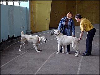    Выставка собак "Азия 2003"