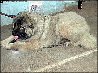    Выставка собак "Азия 2003"