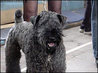    Выставка собак "Азия 2003"