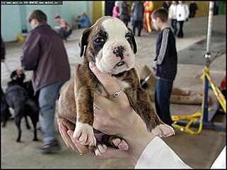    Выставка собак "Азия 2003"