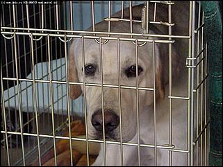    Выставка собак "Азия 2003"