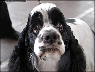    Выставка собак "Азия 2003"