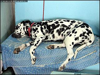    Выставка собак "Азия 2003"