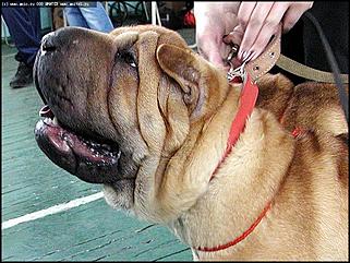    Фоторепортаж