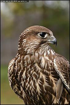    Питомник редких птиц "Алтай-Фалькон"