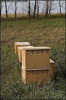    Питомник редких птиц "Алтай-Фалькон"