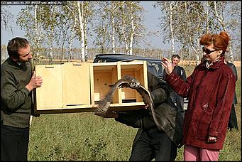    Питомник редких птиц "Алтай-Фалькон"