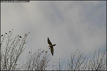    Питомник редких птиц "Алтай-Фалькон"