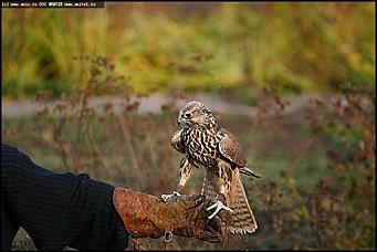    Питомник редких птиц "Алтай-Фалькон"