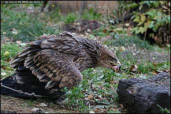    Питомник редких птиц "Алтай-Фалькон"
