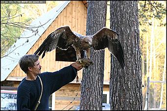    Питомник редких птиц "Алтай-Фалькон"