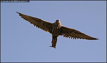    Питомник редких птиц "Алтай-Фалькон"