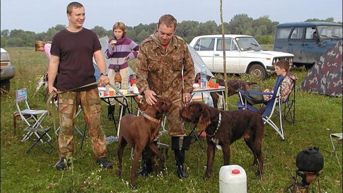    Состязания охотничьих собак