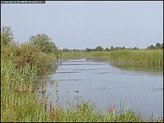    Состязания охотничьих собак