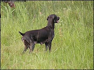    Состязания охотничьих собак