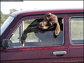    Состязания охотничьих собак