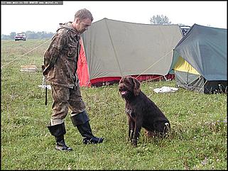    Состязания охотничьих собак
