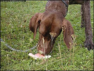    Состязания охотничьих собак