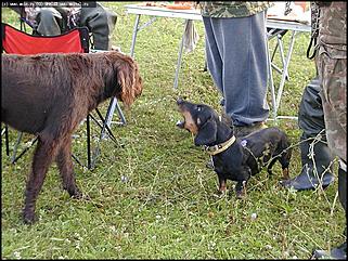    Состязания охотничьих собак