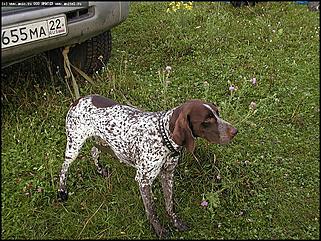    Состязания охотничьих собак