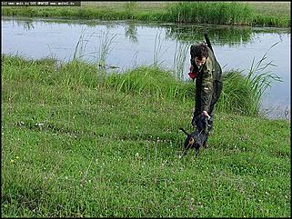    Состязания охотничьих собак