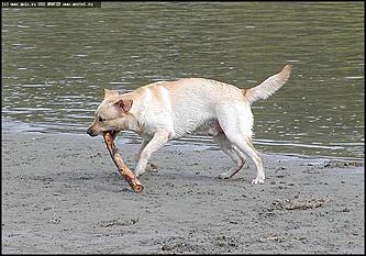    Состязания охотничьих собак