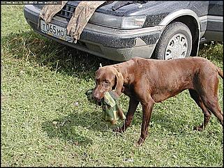    Состязания охотничьих собак