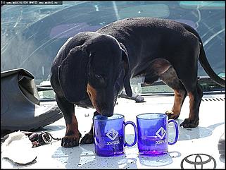    Состязания охотничьих собак