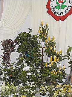    Выставка "Строительство.<br> Благоустройство. Интерьер."