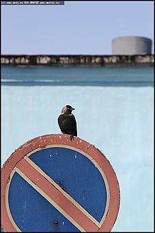    Тренировка парашютно-десантной пожарной службы