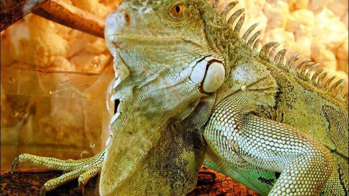    Выставка "Мир рептилий"